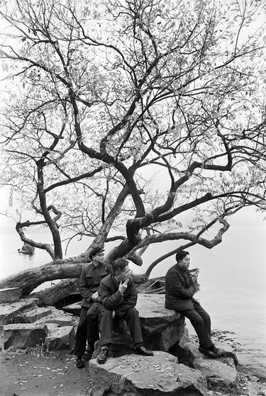 Original Documentary Tree Photography by Paul Van Riel