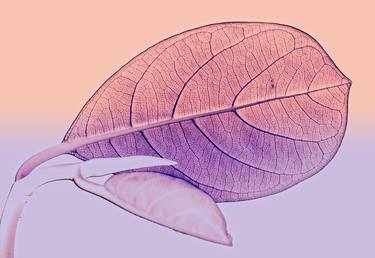 Pink Leaf - Digital Art thumb