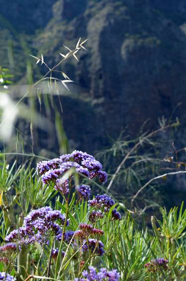 Mountain Flowers thumb