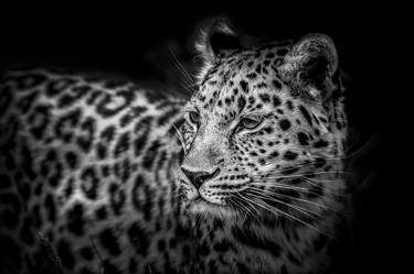 Leopard watching thumb