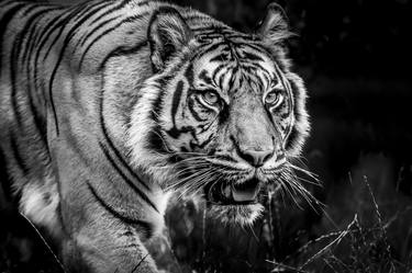 Sumatran Tiger - Panthera Tigris thumb