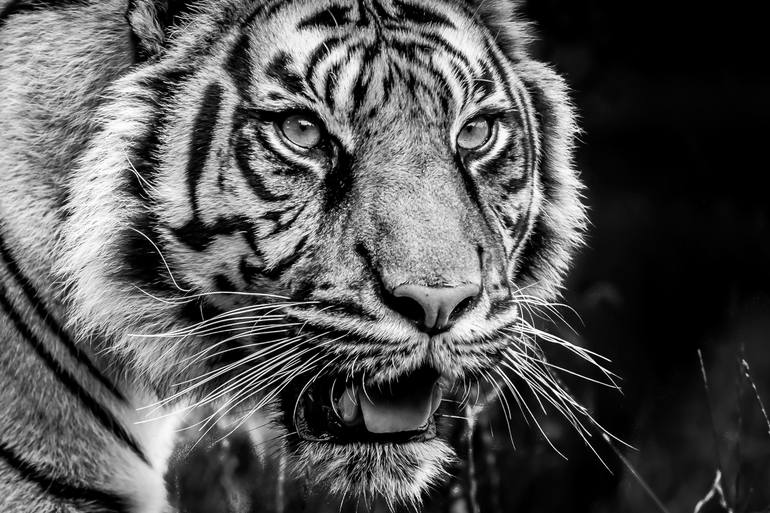 Original Documentary Animal Photography by Ian Le Grand