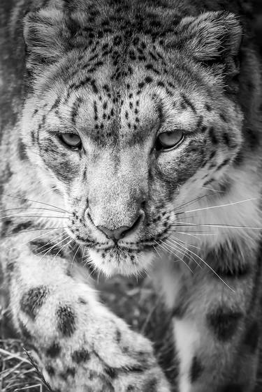 'Laila' - Snow Leopard thumb