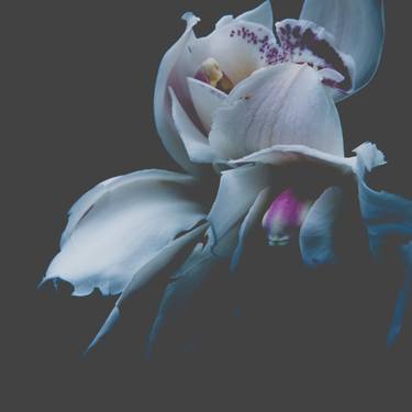 Fractured Flora: Cymbidiums - Limited Edition 2 of 10 thumb