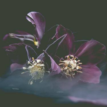 Fractured Flora: Helebores I - Limited Edition 1 of 10 thumb