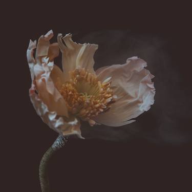 Original Fine Art Botanic Photography by Anna Thomas