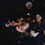 Three Blush Roses 5 - Limited Edition 5 of 10 by Anna Thomas