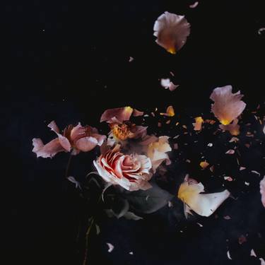Saatchi Art Artist Anna Thomas; Photography, “Three Blush Roses 5 - Limited Edition 5 of 10” #art