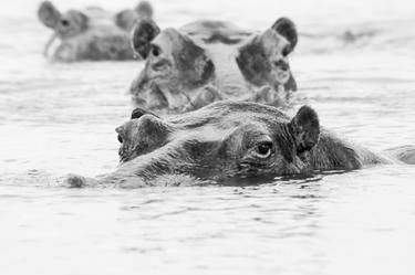 3 Happy Hippos thumb