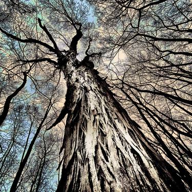 Shagbark Hickory tree thumb