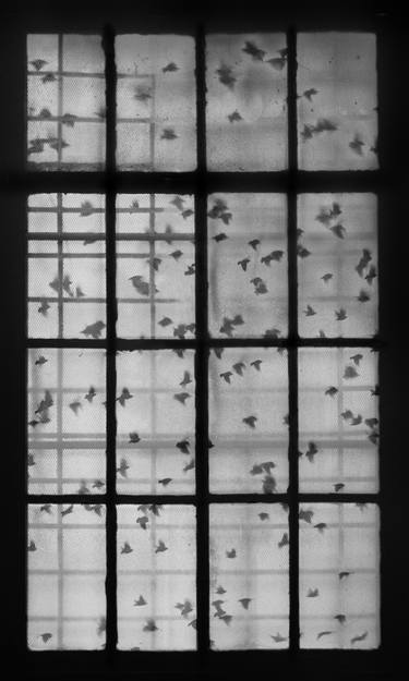 Doves Between Windows. Limited Edition of 10 thumb