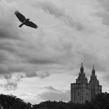 Collection New York