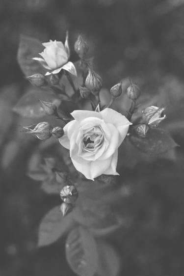 Original Floral Photography by Mini ata