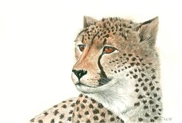 Cheetah portrait thumb