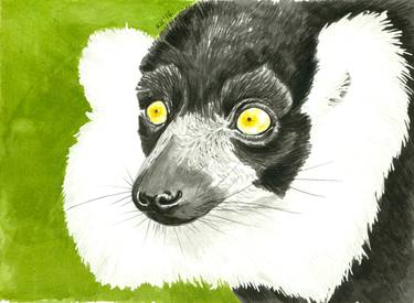 Black and white ruffed lemur thumb