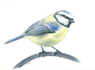 Blue tit thumb