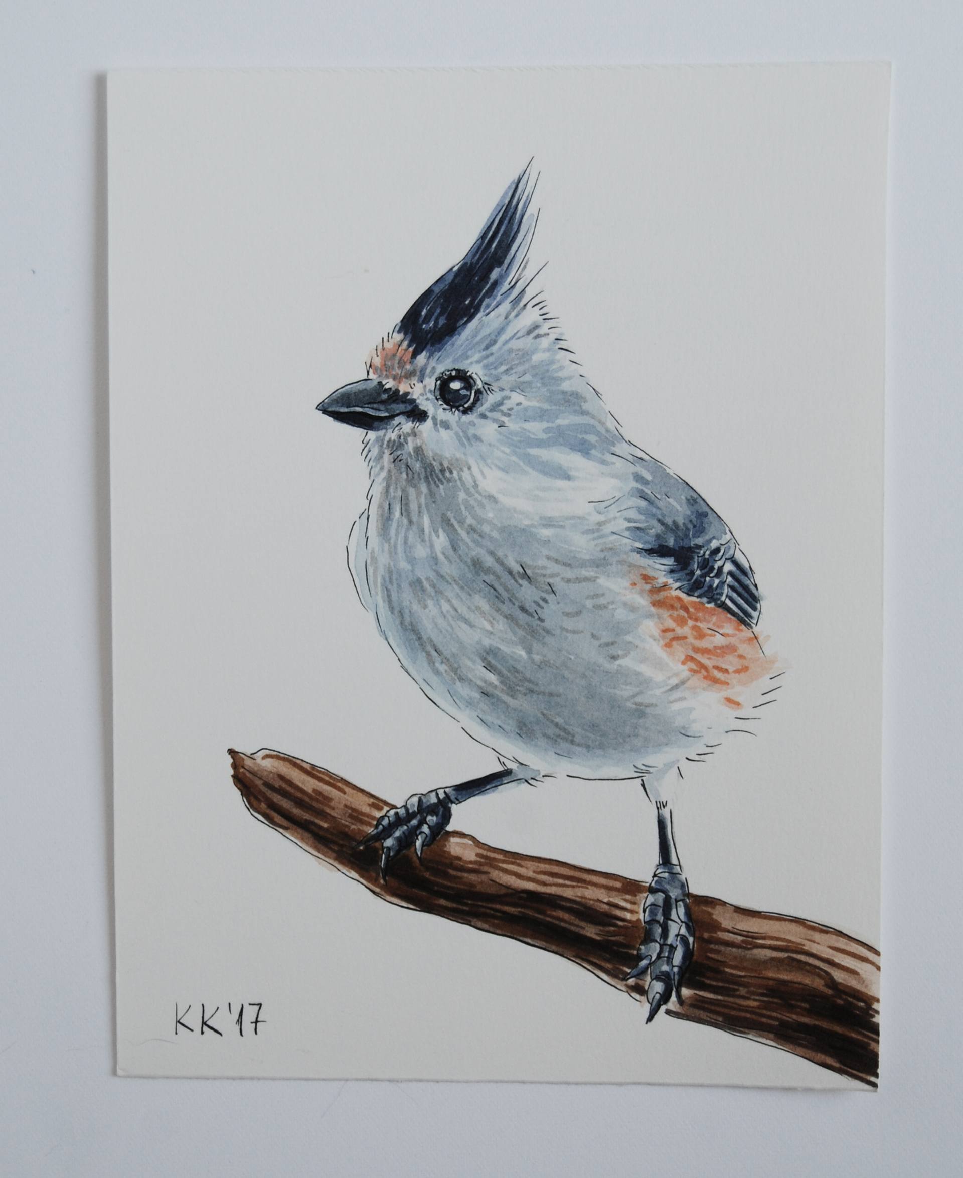 titmouse drawing