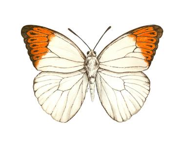 Great orange tip butterfly thumb