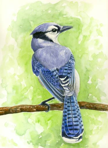 the overdetailed painting of a beautiful blue jay by xRebelYellx on  DeviantArt