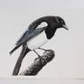 Magpie  painted with artists grade watercolors and ink on 100% cotton 300 gms watercolor paper. Overall size of the painting is 28cmX36cm