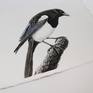 Magpie  painted with artists grade watercolors and ink on 100% cotton 300 gms watercolor paper. Overall size of the painting is 28cmX36cm