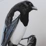 Magpie  painted with artists grade watercolors and ink on 100% cotton 300 gms watercolor paper. Overall size of the painting is 28cmX36cm