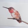 Hummingbird is painted with Sennlier watercolors and on 100% cotton 300 gms Saunders watercolor paper.