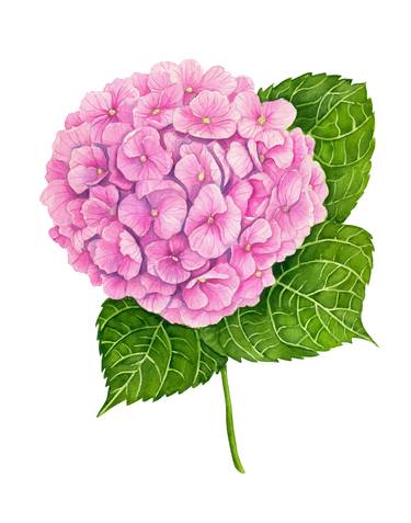 Print of Realism Floral Paintings by Katerina Kirilova