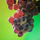 Grapes #14 by Israel Melero