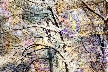 Print of Fine Art Tree Photography by Jechai By Artexai