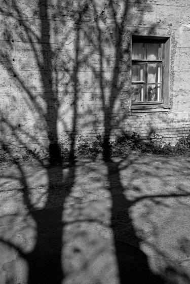 Original Tree Photography by Andrii Bilonozhko