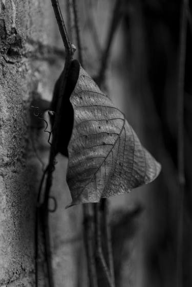 Print of Botanic Photography by Andrii Bilonozhko