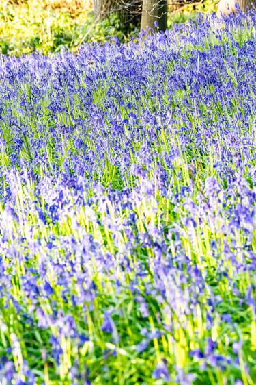 Original Photorealism Landscape Photography by M Tchaikovsky