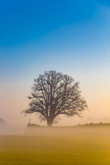 Garden tree morning fog England # 1 thumb