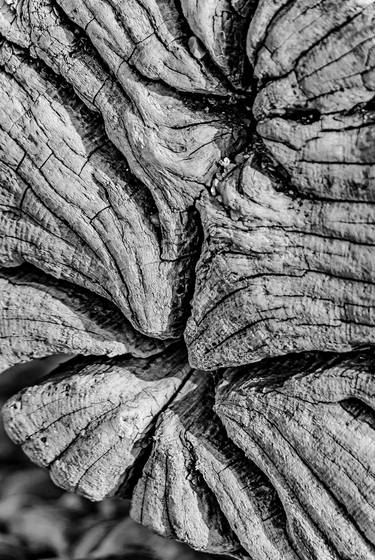 Monochrome macro wood  # 21 thumb