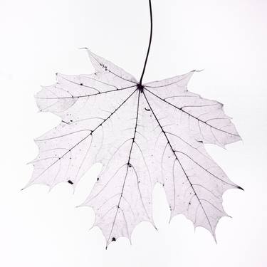 Original Minimalism Nature Photography by M Tchaikovsky