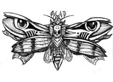 Death's-Head Hawk Moth thumb