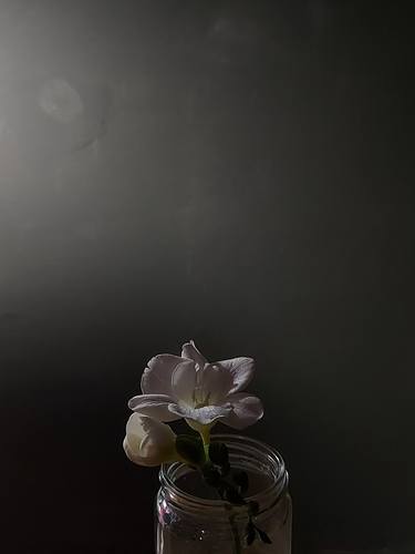 Print of Minimalism Floral Photography by Anna Bulkina