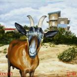 goat beach by Jeffrey Isaac