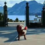 pig park by Jeffrey Isaac