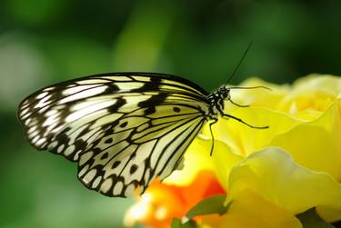 Butterfly on yellow flower - Limited Edition 1 of 20 thumb