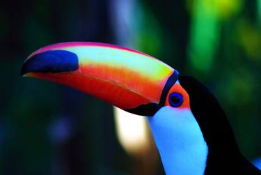 Toucan close up - Limited Edition 1 of 40 thumb