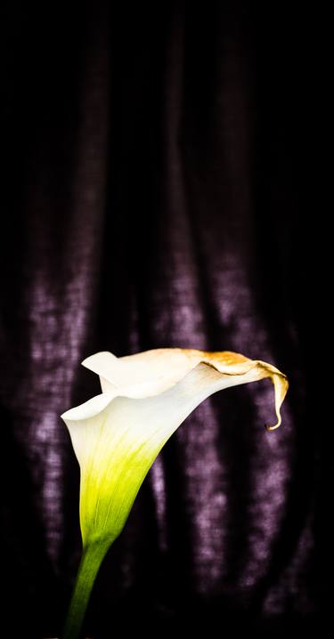 Original Figurative Floral Photography by Marlou Pulles