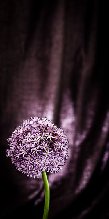 Original Figurative Floral Photography by Marlou Pulles