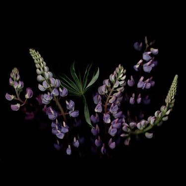Lupinus - Limited Edition 20 of 20 thumb