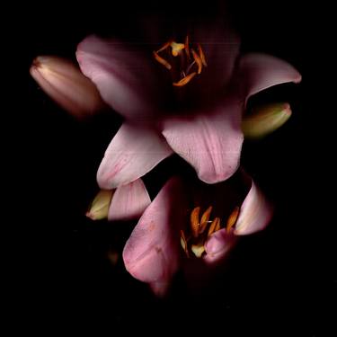 Original Fine Art Floral Photography by Eugen Backer