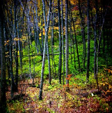 Ox Creek Saplings thumb