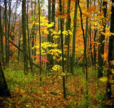 Original Realism Landscape Photography by Gerhardt Isringhaus