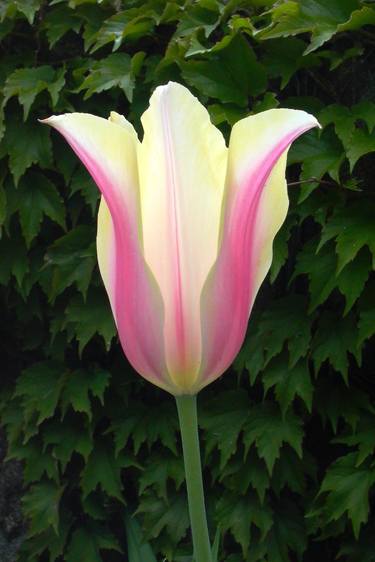 Inner Light Tulip - Limited Edition 1 of 10 thumb