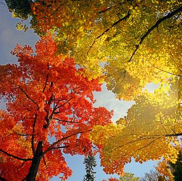 Print of Tree Photography by Gerhardt Isringhaus